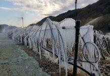 Emilia Romagna. Ingentissimi i danni alla frutta causa le gelate