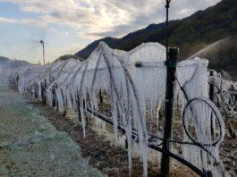 Emilia Romagna. Ingentissimi i danni alla frutta causa le gelate