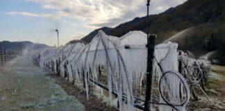 Emilia Romagna. Ingentissimi i danni alla frutta causa le gelate