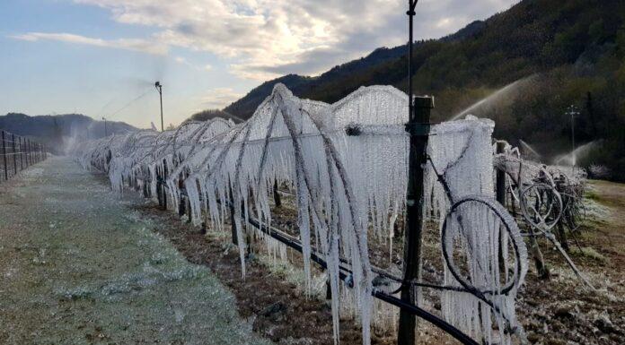 Emilia Romagna. Ingentissimi i danni alla frutta causa le gelate