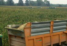 Cereali e dintorni. Mercati in salita verticale