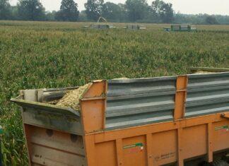 Cereali e dintorni. Mercati in salita verticale