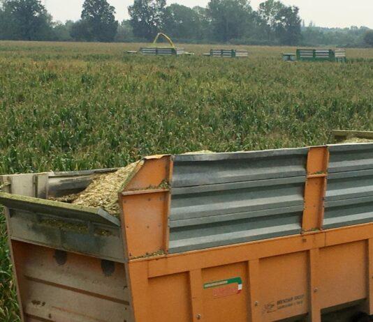 Cereali e dintorni. Mercati in salita verticale