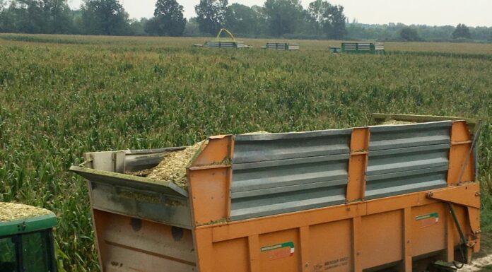 Cereali e dintorni. Mercati in salita verticale