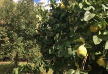 “Il catasto frutticolo sarà presto realtà”