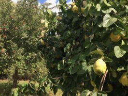 “Il catasto frutticolo sarà presto realtà”