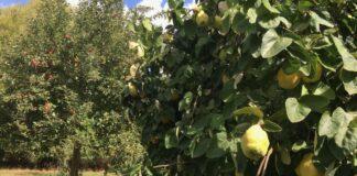 “Il catasto frutticolo sarà presto realtà”