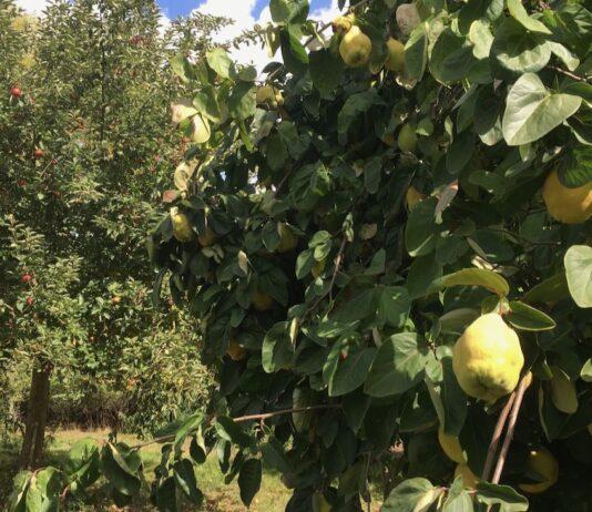 “Il catasto frutticolo sarà presto realtà”