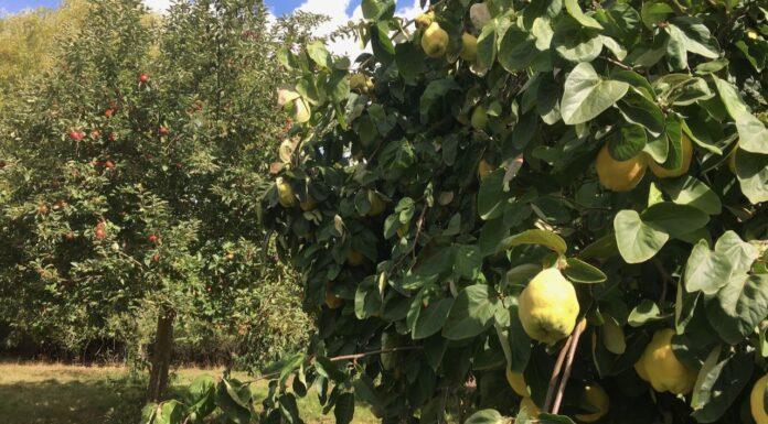“Il catasto frutticolo sarà presto realtà”
