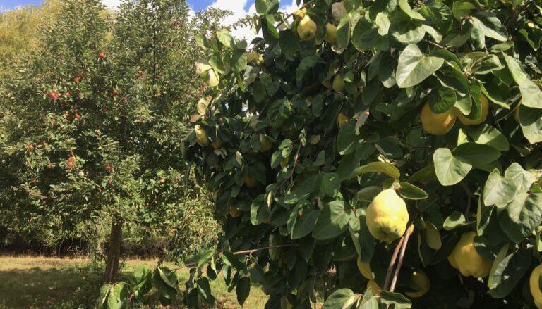 “Il catasto frutticolo sarà presto realtà”