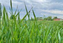 Cereali e dintorni. Mercati in via di ridimensionamento