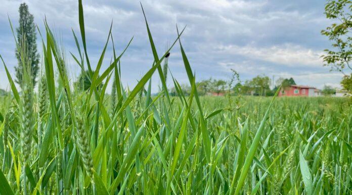 Cereali e dintorni. Mercati in via di ridimensionamento
