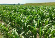 Cereali e dintorni. Saliscendi dopo l’USDA