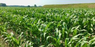 Cereali e dintorni. Presa di profitto dei fondi