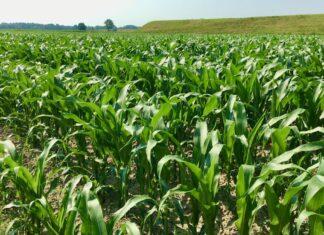 Cereali e dintorni. Stock secondo norma, prezzi in calo.