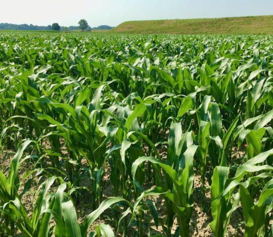 Cereali e dintorni. Mercato ancora in “Gondola”.