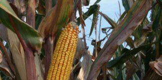 Cereali e dintorni. Nonostante tutto, nessuno scossone dall’USDA.