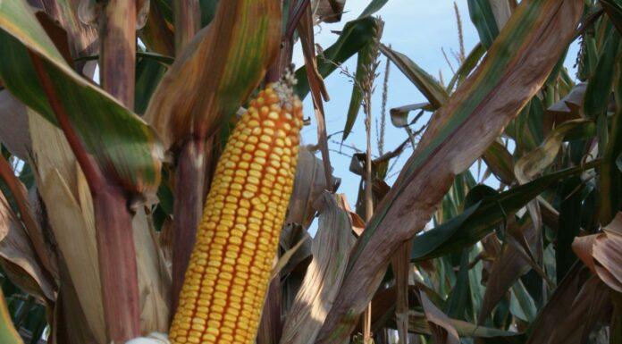 Cereali e dintorni. Nonostante tutto, nessuno scossone dall’USDA.