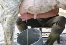 Lattiero Caseario: Latte in crescita