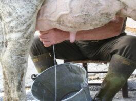 Lattiero Caseario: Formaggi stabili