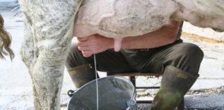 Lattiero Caseario: Formaggi stabili