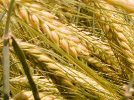 Cereali e dintorni. Mercati e ridimensionamento al termine