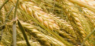 Cereali e dintorni. Mercati e ridimensionamento al termine