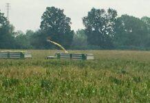 Cereali e dintorni. Mercato manovrato da fonti esterne?