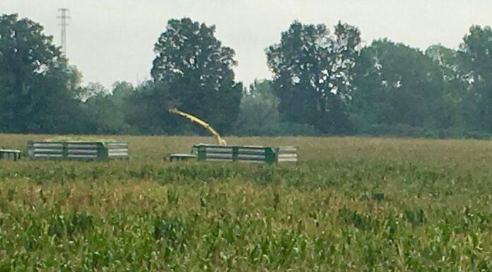 Cereali e dintorni. Mercato manovrato da fonti esterne?