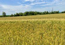 Cereali e dintorni. Sempre più in alto.