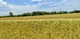 Cereali e dintorni. Sempre più in alto.