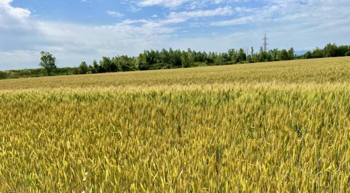 Cereali e dintorni. Sempre più in alto.