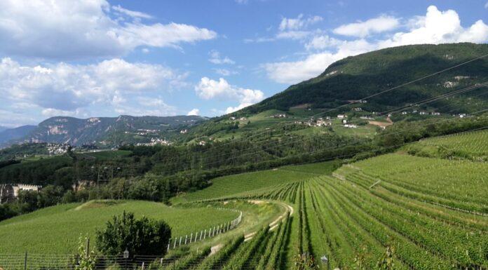 Le Giornate Del Pinot Nero