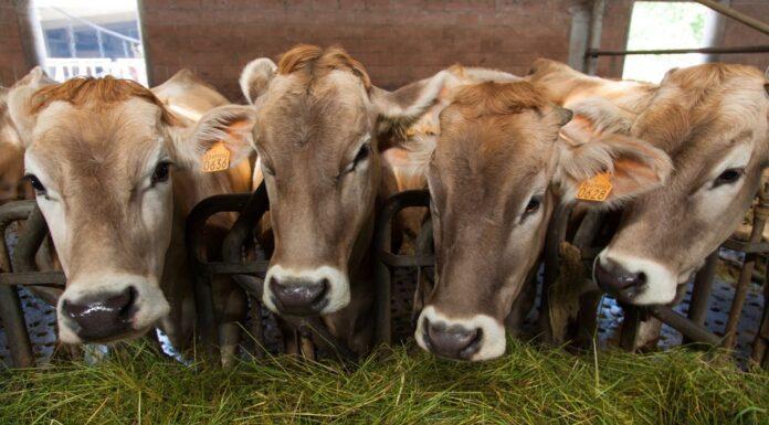 Lattiero Caseario: Formaggi DOP: cresce il Parmigiano