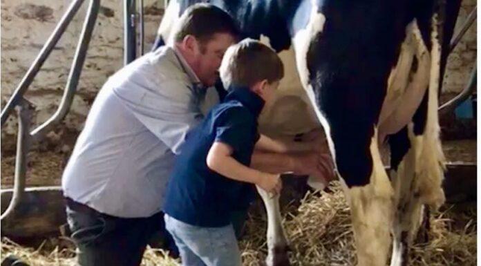 Lattiero Caseario: Listini stazionari per i formaggi.