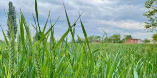 Cereali e dintorni. Listini alti ma stabili