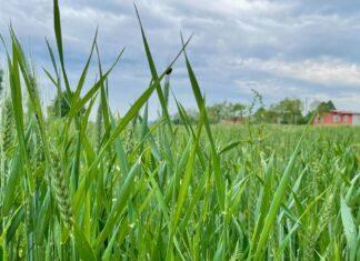 Cereali e dintorni. Listini alti ma stabili