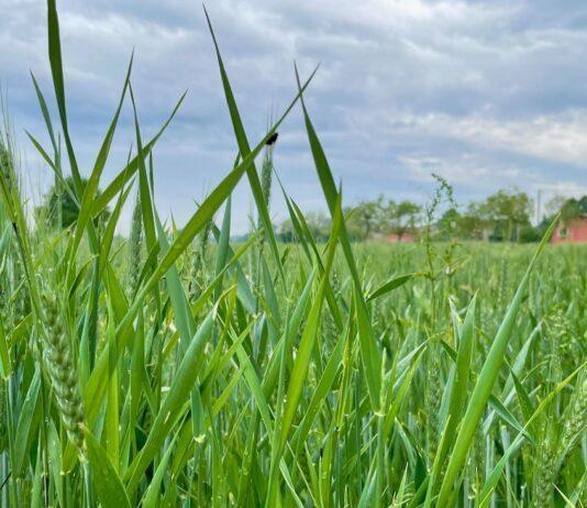 Cereali e dintorni. Listini alti ma stabili