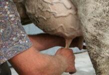 Latte: produzione mondiale in crescita e l’Italia va in controtendenza