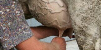 Latte: produzione mondiale in crescita e l’Italia va in controtendenza