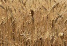 Cereali e dintorni. Logistica scarsa e cara.