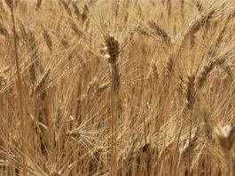 Cereali e dintorni. Incertezza e confusione.