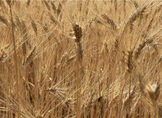 Cereali e dintorni. Incertezza e confusione.