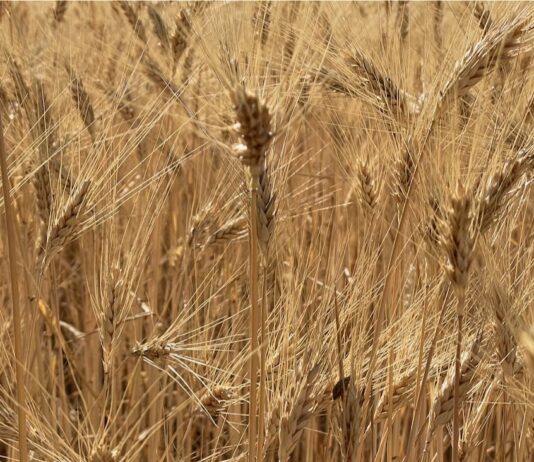 Cereali e dintorni. Quando esploderà la bolla speculativa?