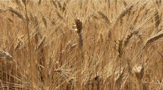 Cereali e dintorni. Quando esploderà la bolla speculativa?