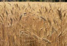 Cereali e dintorni. Mercati in ridimensionamento, tranne i cereali