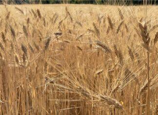 Cereali e dintorni. Ancora burrasca