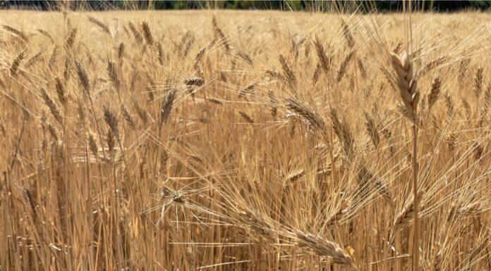 Cereali e dintorni. Prosegue l’ondata di instabilità