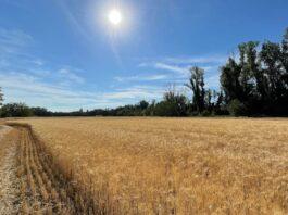 Cereali e dintorni. Tra solvibilità, materiale rotabile e finanza