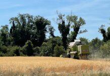 Mercati in rialzo, dopo i dati USDA, trascinati dal grano.